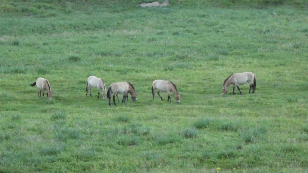 HUSTAI NATIONAAL PARK - een aantal Przewalskipaarden