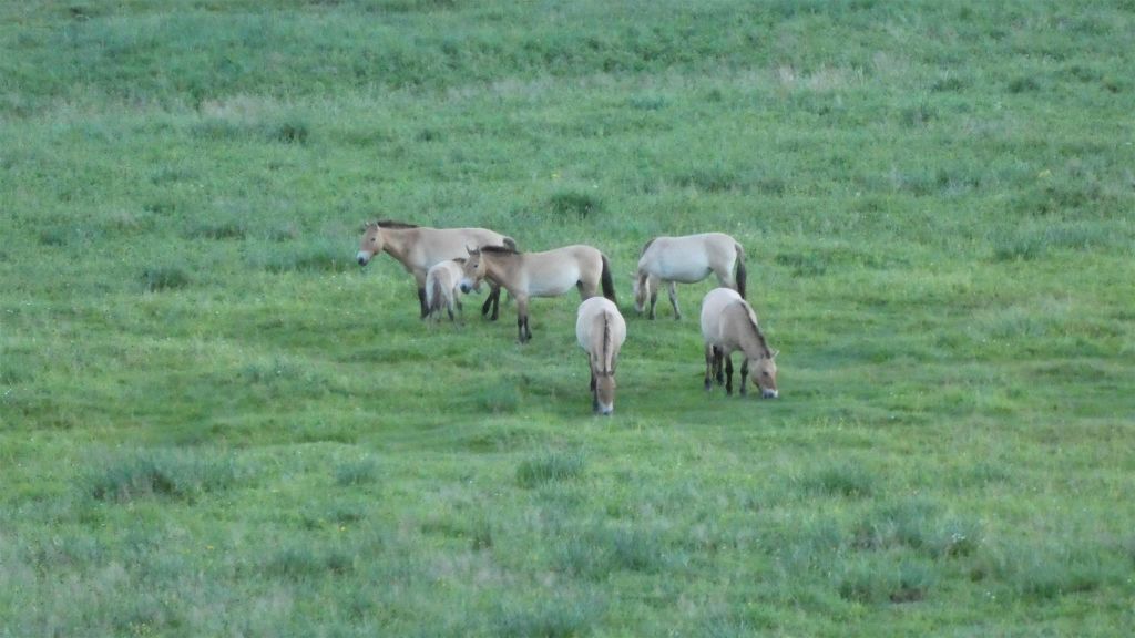 HUSTAI NATIONAAL PARK - een aantal Przewalskipaarden