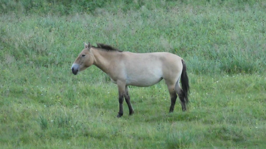 HUSTAI NATIONAAL PARK - een Przewalskipaard