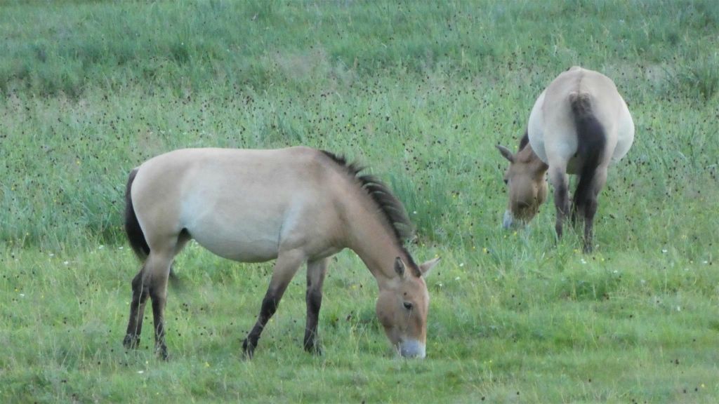 HUSTAI NATIONAAL PARK - twee Przewalskipaarden