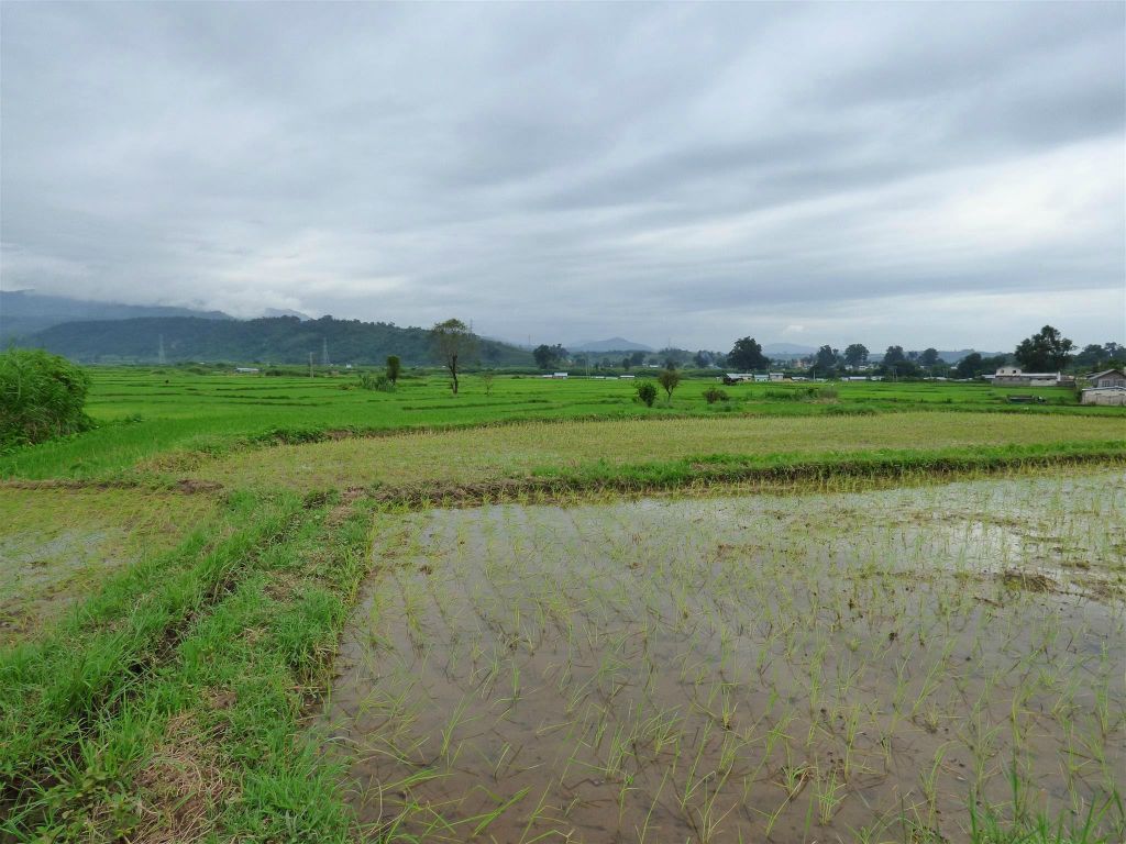 HSIPAW - het landschap met rijstvelden