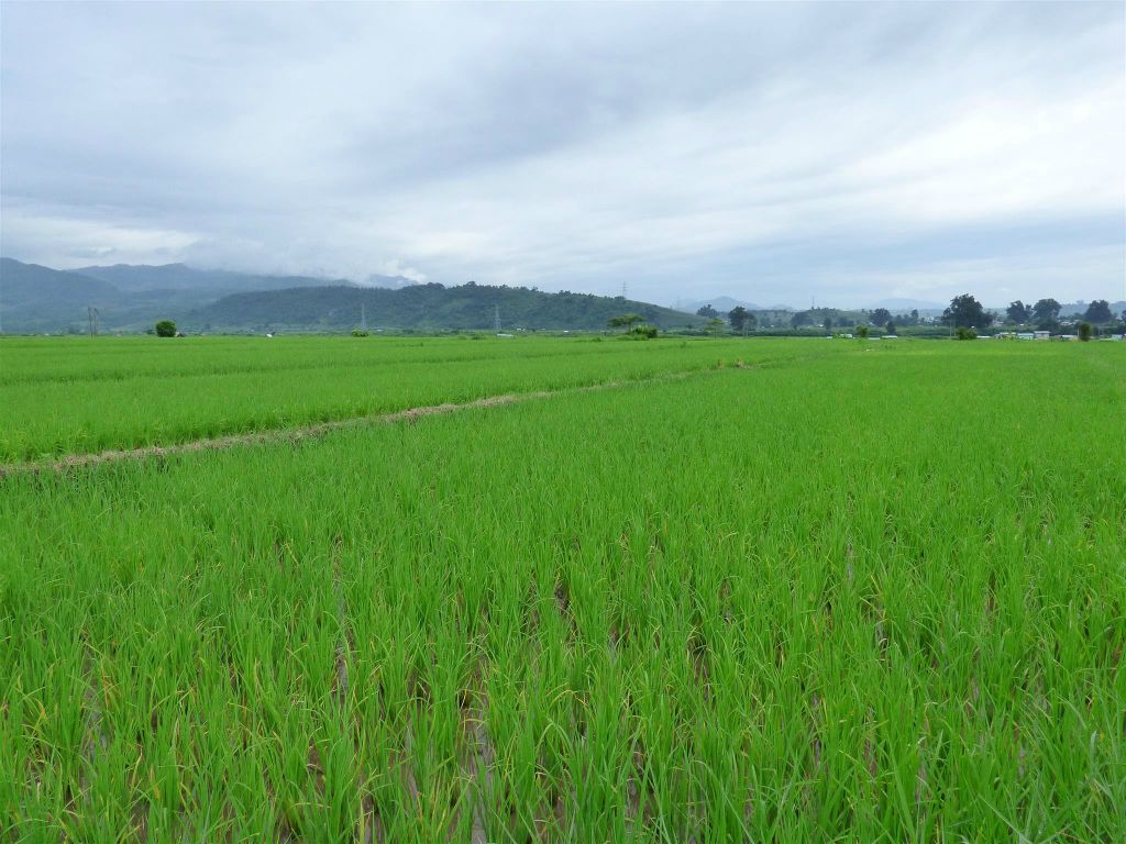 HSIPAW - het landschap met rijstvelden
