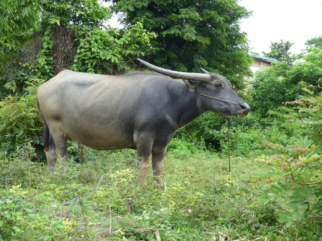 HSIPAW - een waterbuffel