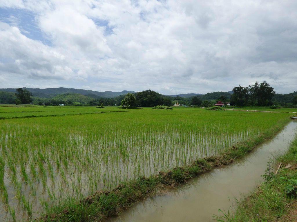 HSIPAW - het landschap met rijstvelden