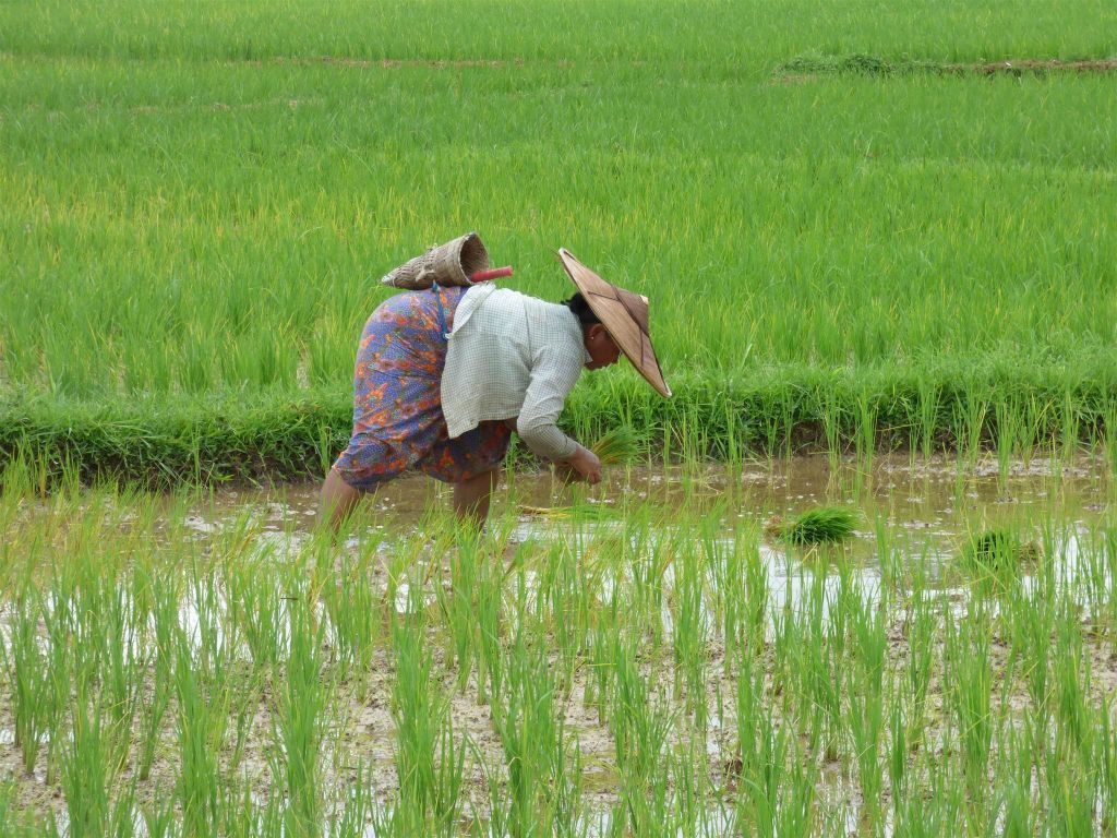 HSIPAW - een vrouw aan het werk in een rijstveld
