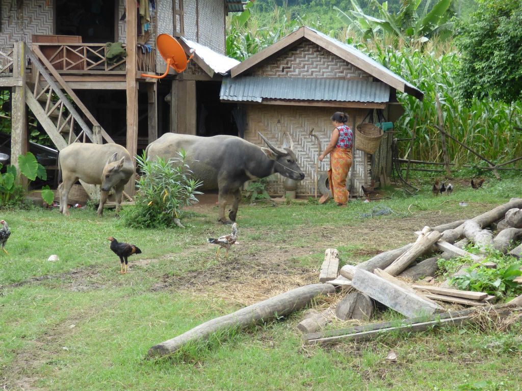 HSIPAW - een waterbuffel met jong