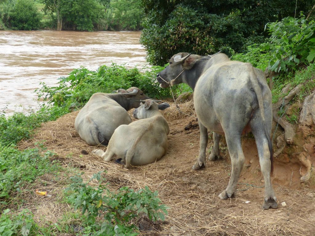 HSIPAW - enkele waterbuffels