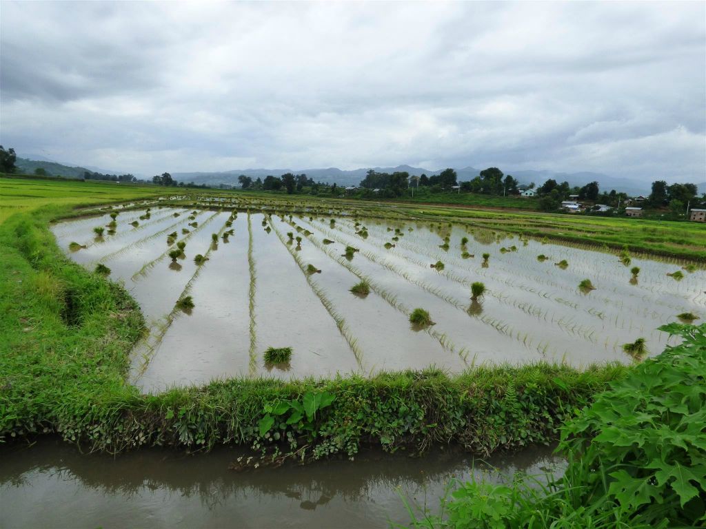 HSIPAW - het landschap met rijstvelden