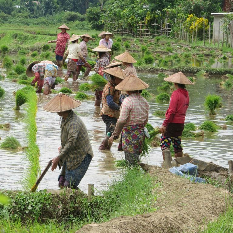 HSIPAW - enkele vrouwen aan het werk in een rijstveld