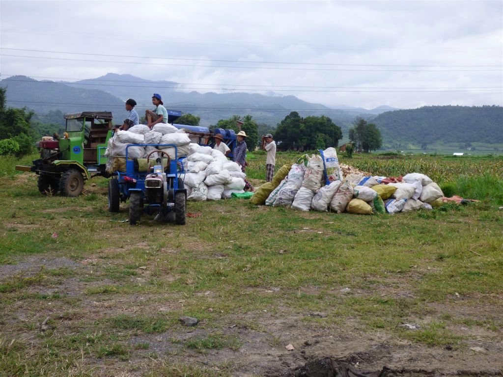HSIPAW - de geoogste mais wordt verzameld