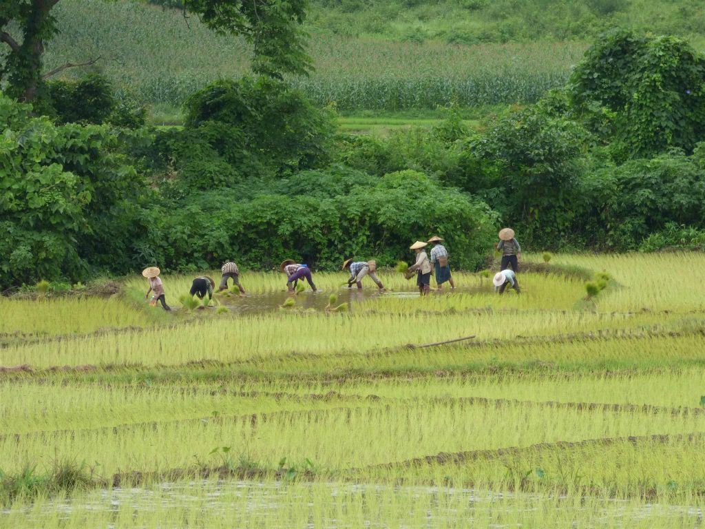 HSIPAW -> PANKAM - enkele Myanmarezen aan het werk op een rijstveld