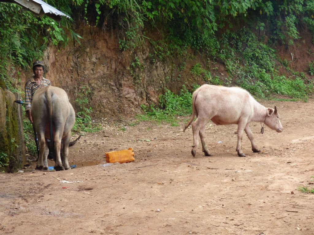 HSIPAW -> PANKAM - twee waterbuffels onderweg tijdens de trekking