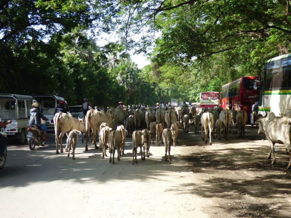 MANDALAY -> AMARAPURA - een kudde koeien op de weg tijdens de fietstocht naar Amarapura