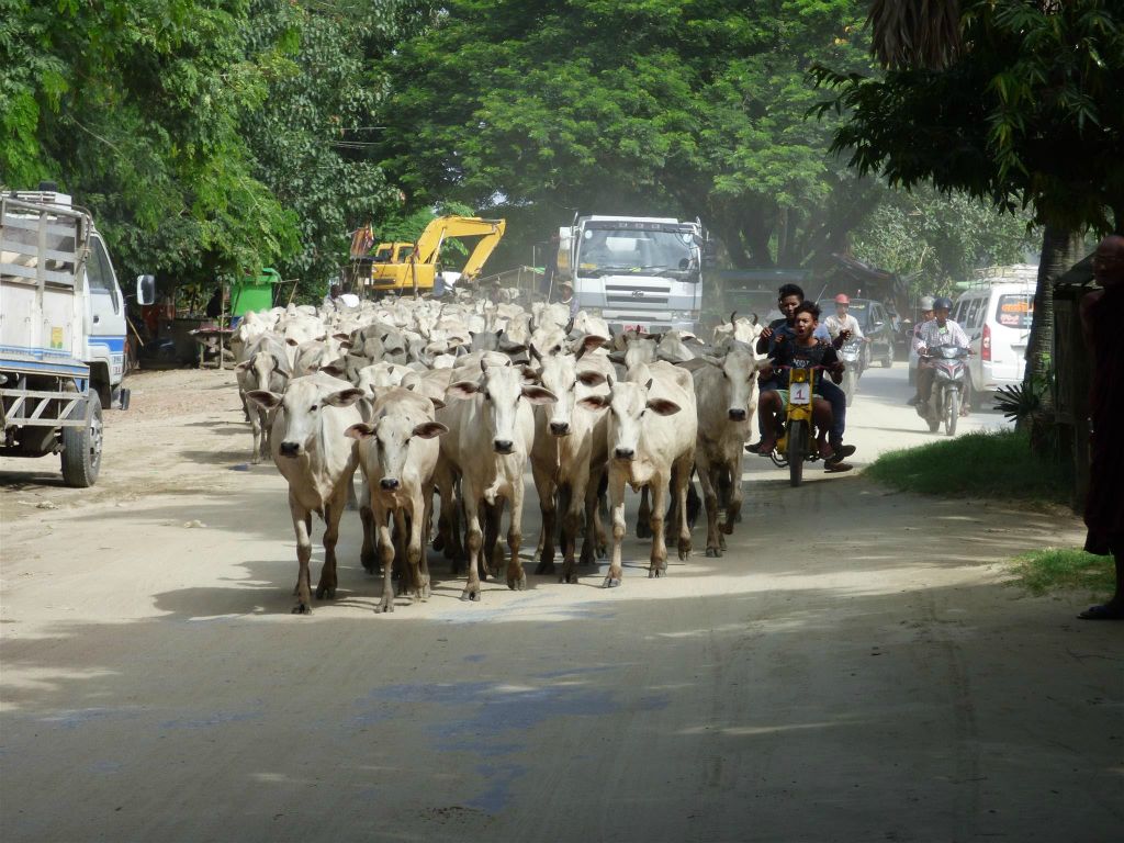 MANDALAY -> AMARAPURA - een kudde koeien op de weg tijdens de fietstocht naar Amarapura