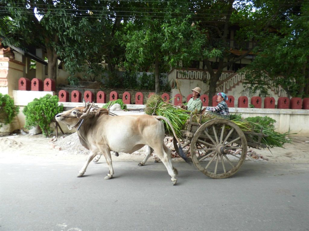 SAGAING -> MINGUN - een ossenwagen