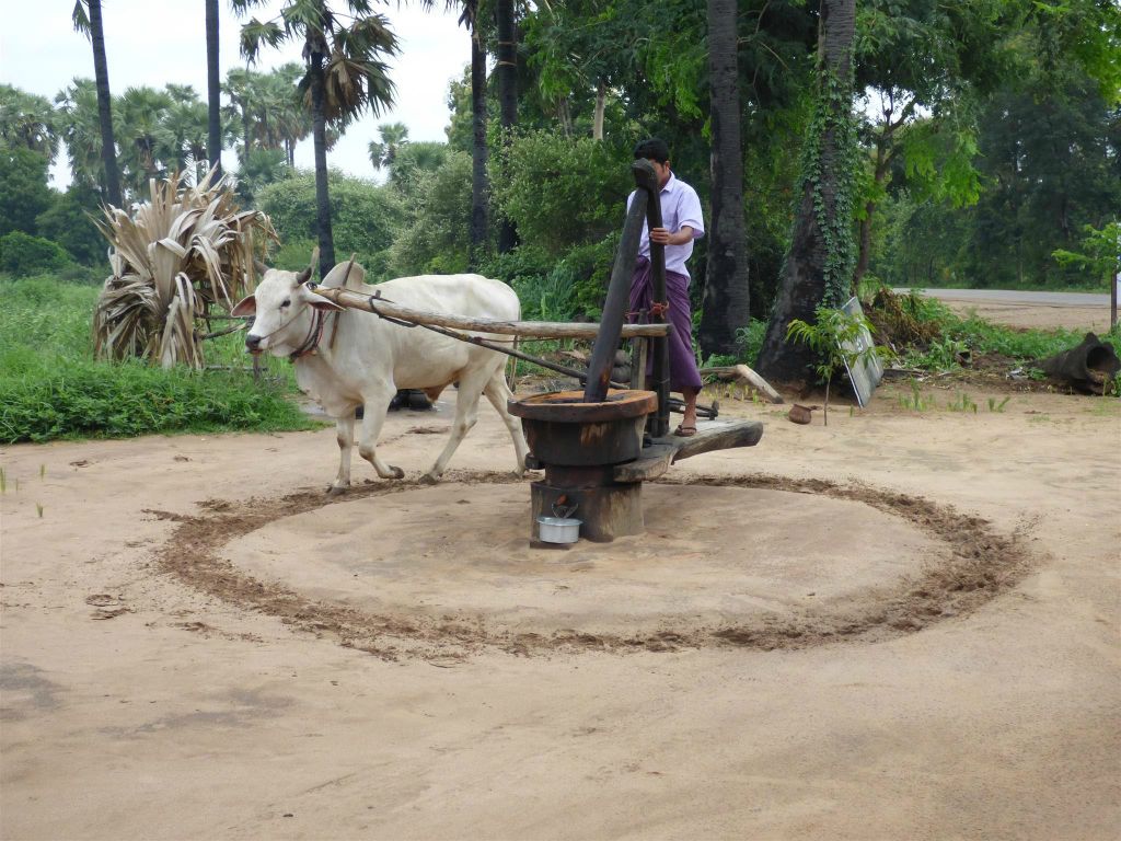 BAGAN -> MEIKTILA - het vermalen van pinda's tot pindaolie
