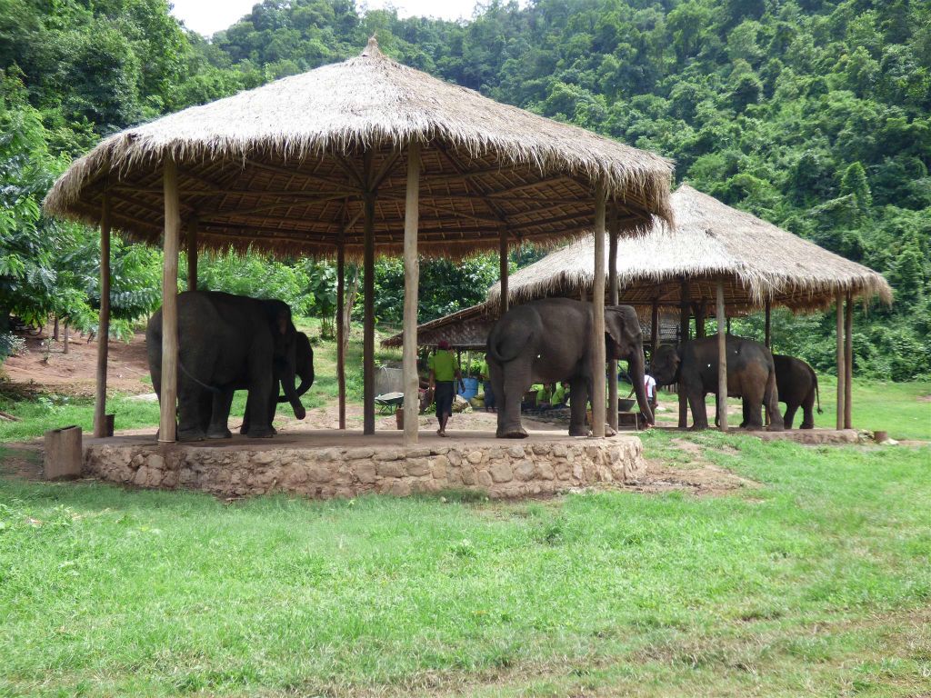 MAGWE -  enkele olifanten bij het Green Hill Valley Elephant Camp