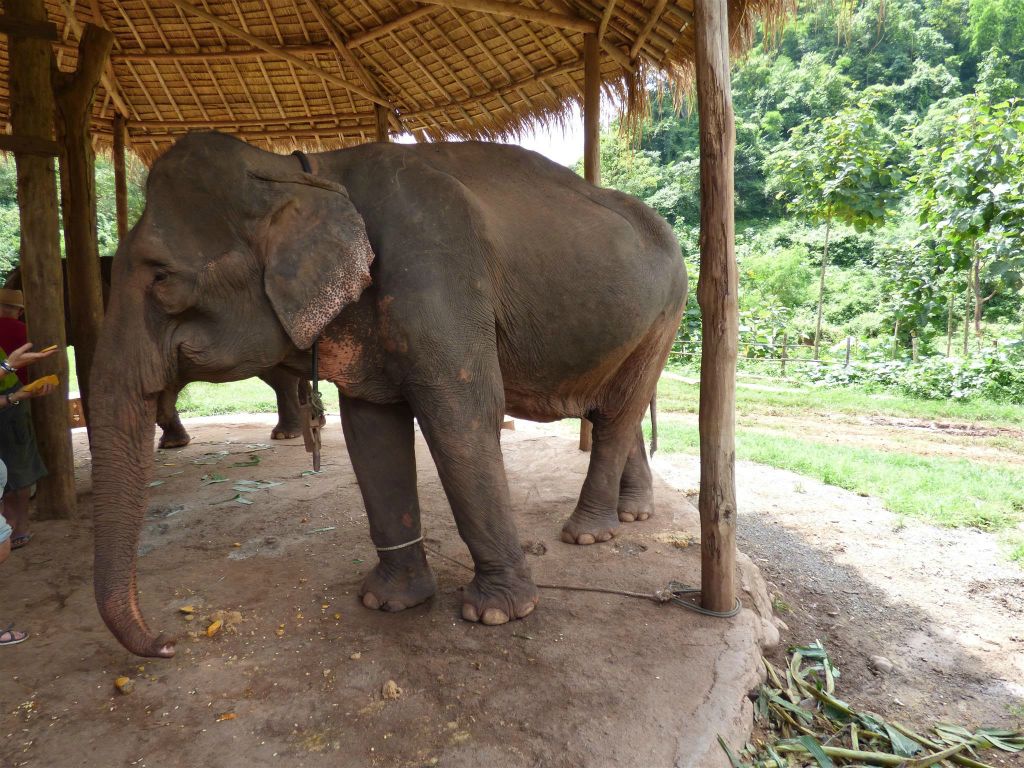 MAGWE -  een olifant bij het Green Hill Valley Elephant Camp