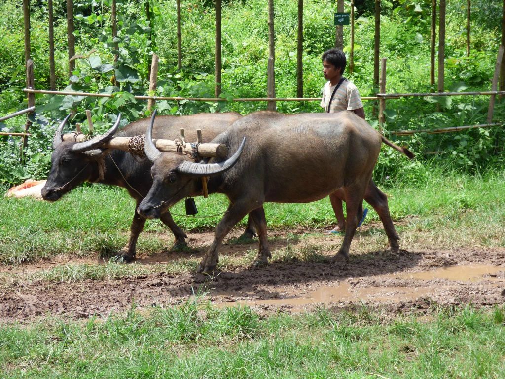 MAGWE -  een man met twee waterbuffels bij het Green Hill Valley Elephant Camp
