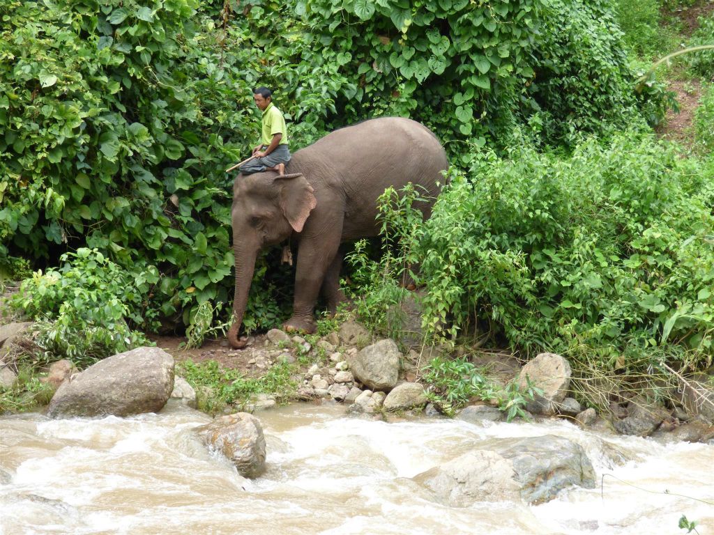 MAGWE -  een mahout op een olifant bij het Green Hill Valley Elephant Camp