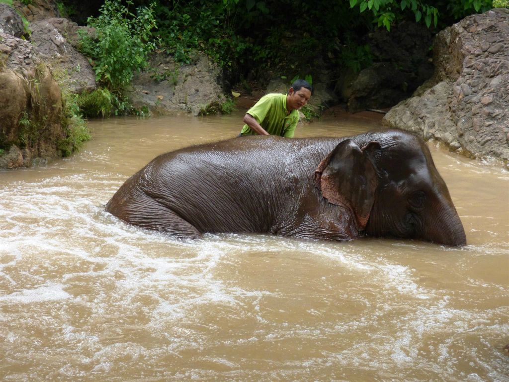 MAGWE -  een mahout wast een olifant bij het Green Hill Valley Elephant Camp
