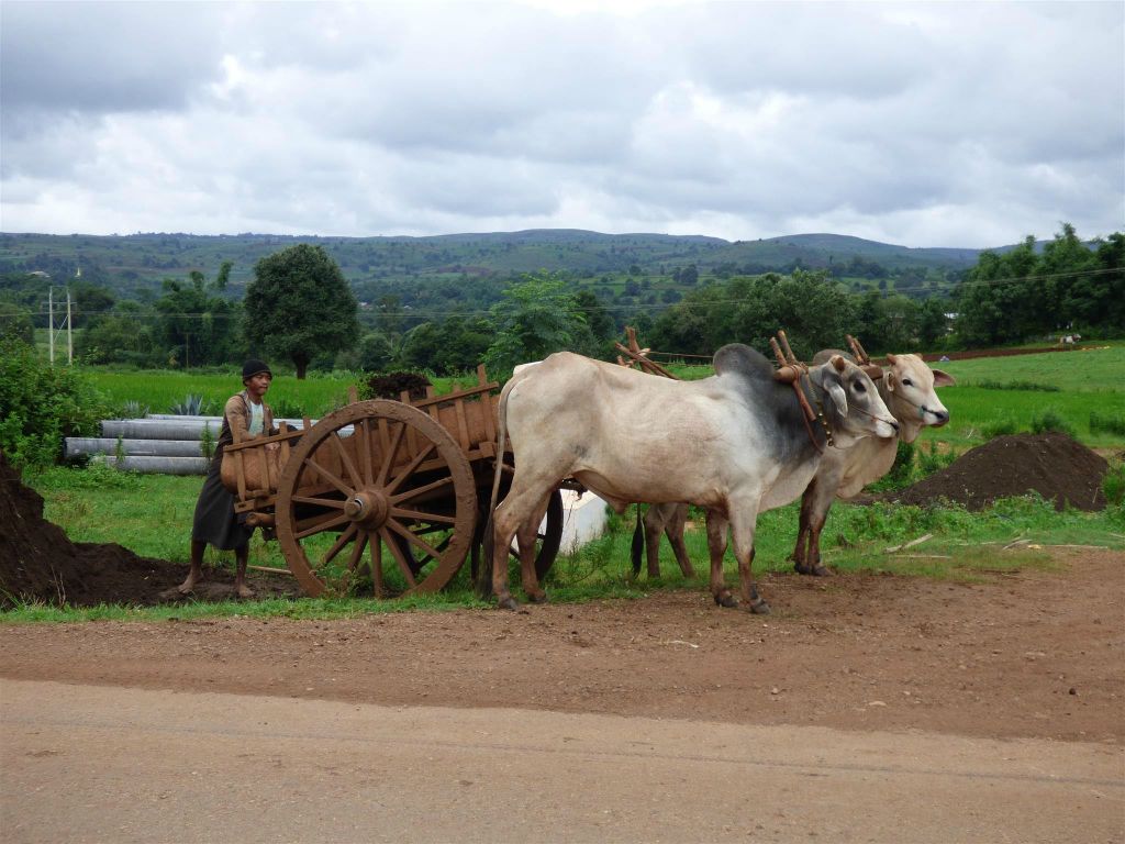 KALAW -> PINDAYA - een man die zand aan het laden is op een ossenwagen
