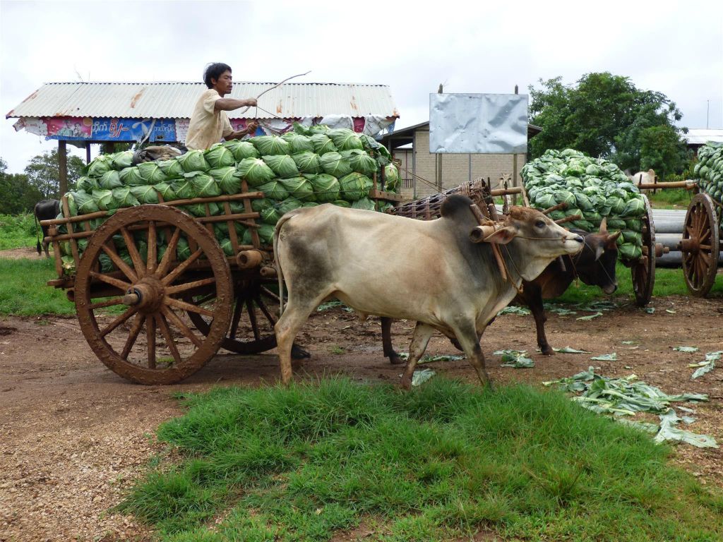 KALAW -> PINDAYA - de kool oogst wordt vervoert met een ossenwagen
