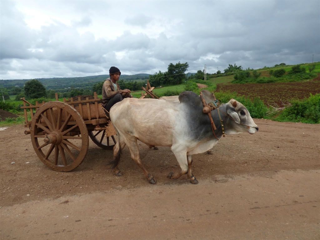 KALAW -> PINDAYA - een ossenwagen vol zand
