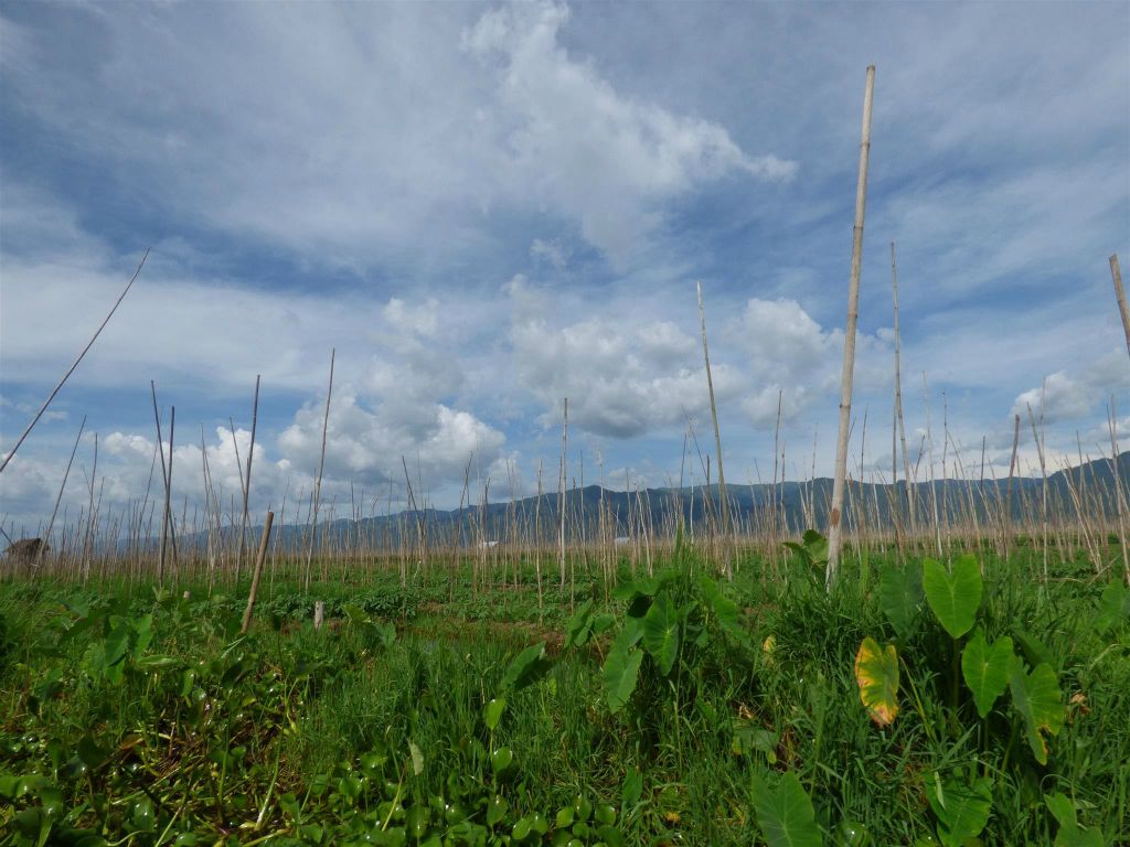 INLE MEER - floating gardens, tuinen die op het water drijven waar men groenten kweekt