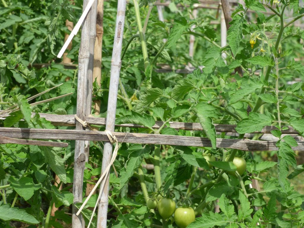 INLE MEER - enkele tomaten bij de floating gardens, tuinen die op het water drijven waar men groenten kweekt