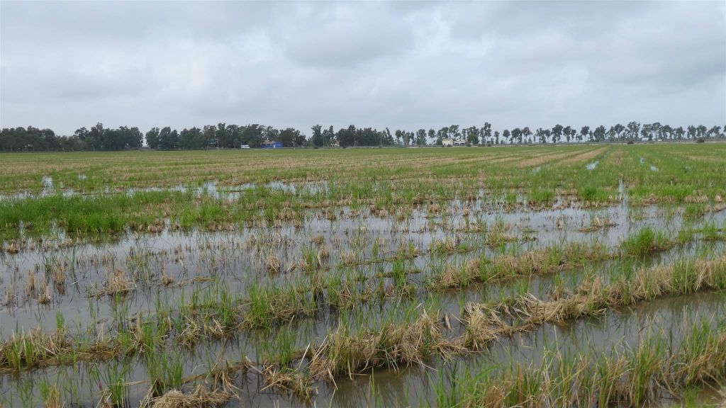 RIUMAR - een rijstveld bij het Ebro Delta reservaat