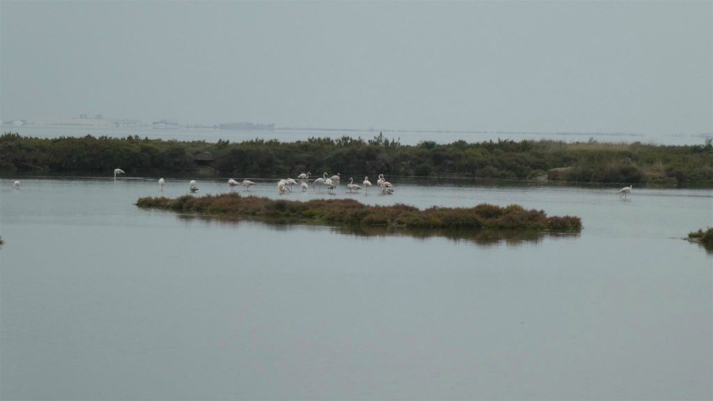 AMPOSTA - enkele flamingo's