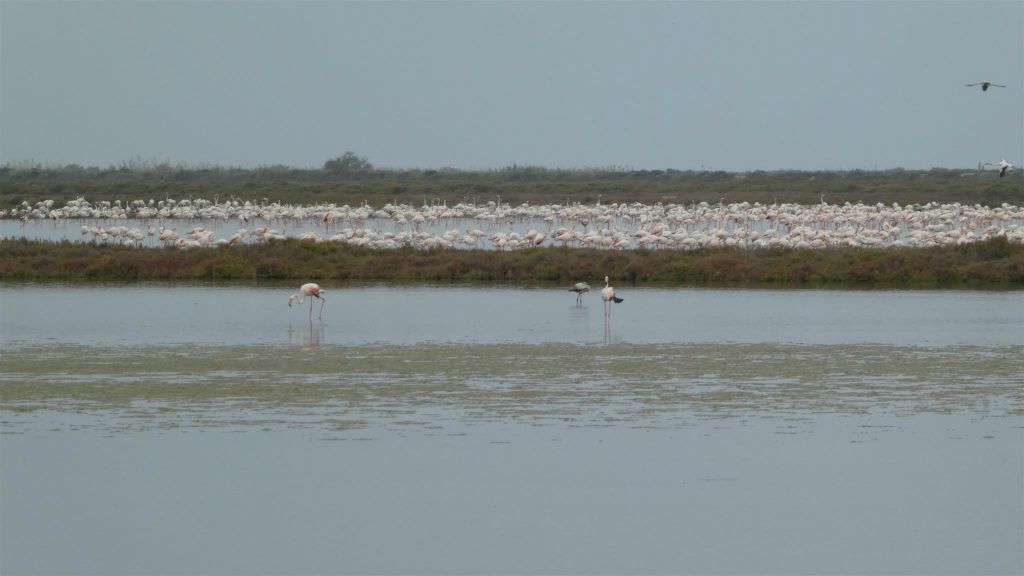 AMPOSTA - een grote groep flamingo's