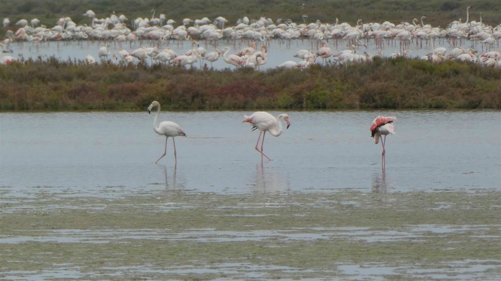 AMPOSTA - enkele flamingo's