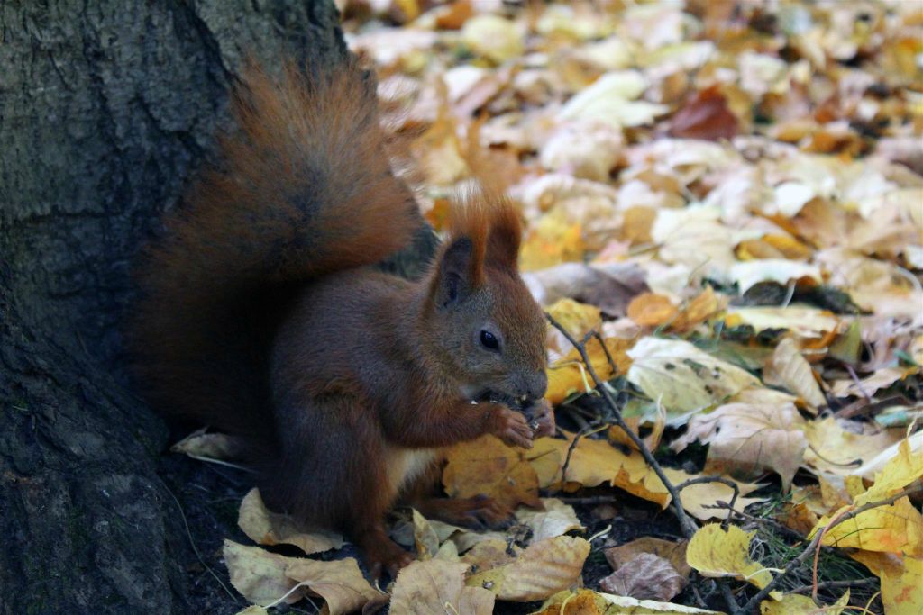 WARSCHAU - een eekhoorn in het Łazienki park