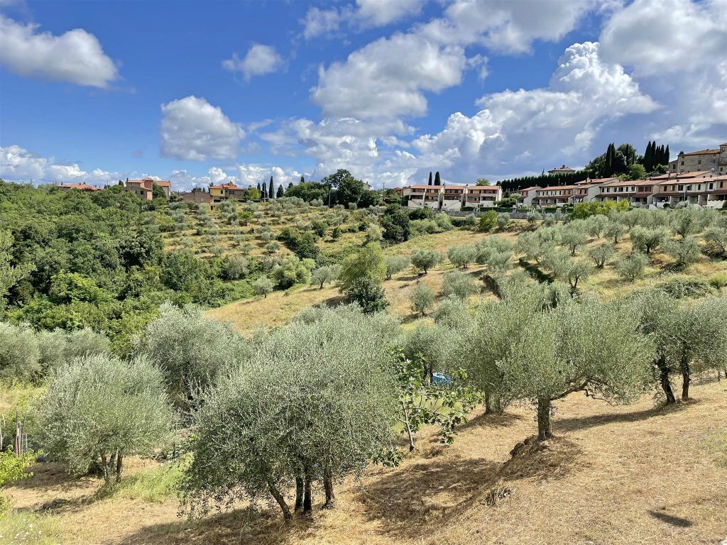 CASTELNUOVO BERARDENGA - enkele olijfbomen