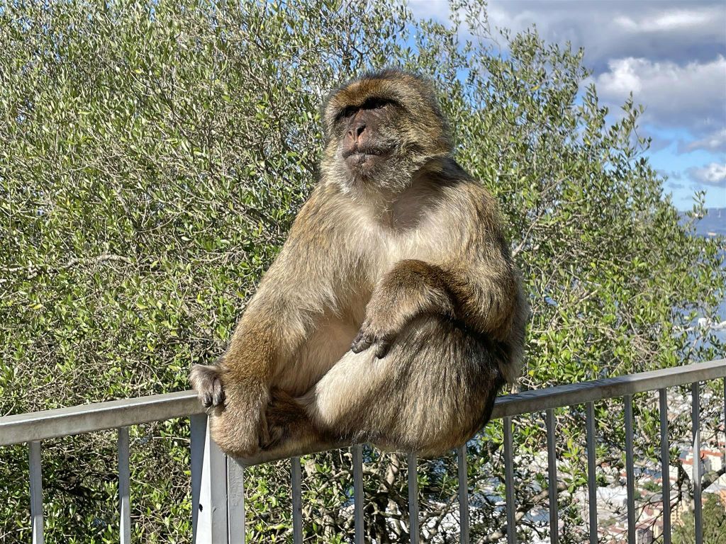 GIBRALTAR - een berberaap