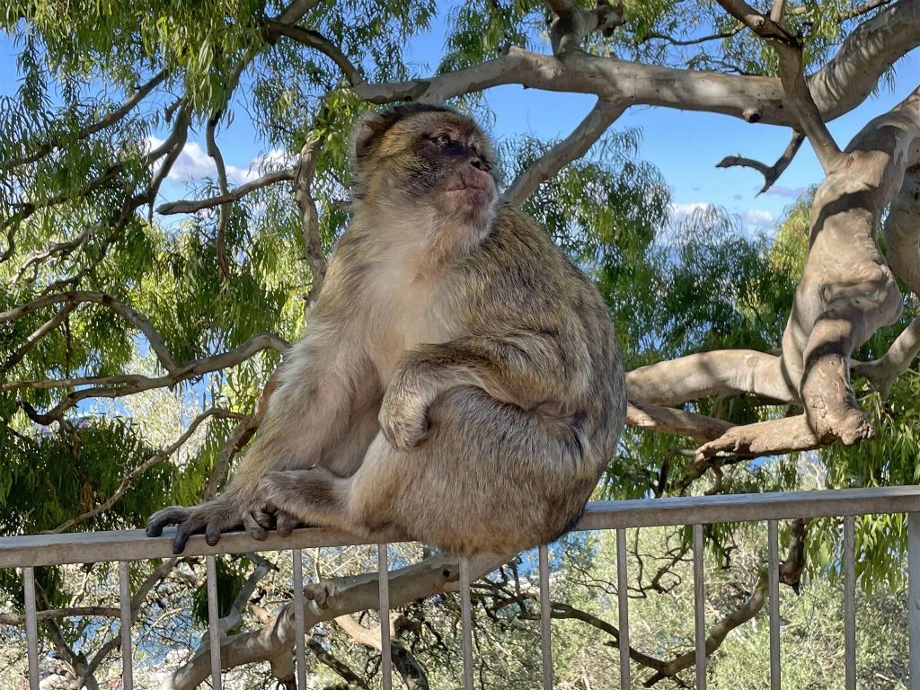 GIBRALTAR - een berberaap