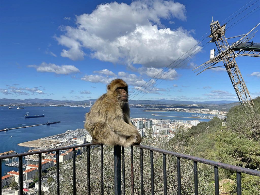 GIBRALTAR - een berberaap