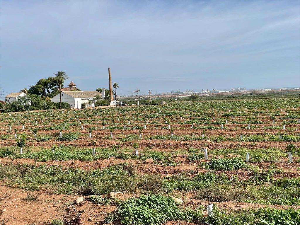 SAGUNTO - een veld met fruitbomen