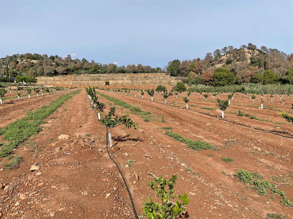 SAGUNTO - een veld met fruitbomen