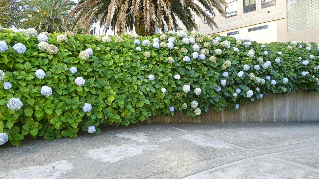 LA CORUÑA - een struik met bloemen