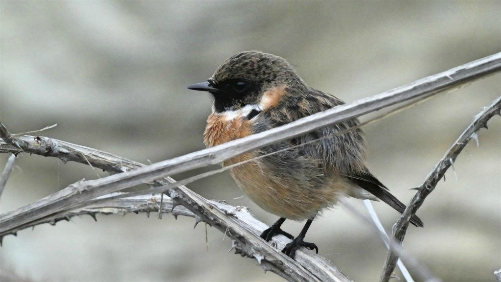 RIBADEO - een vogel bij het strand van Catedrais