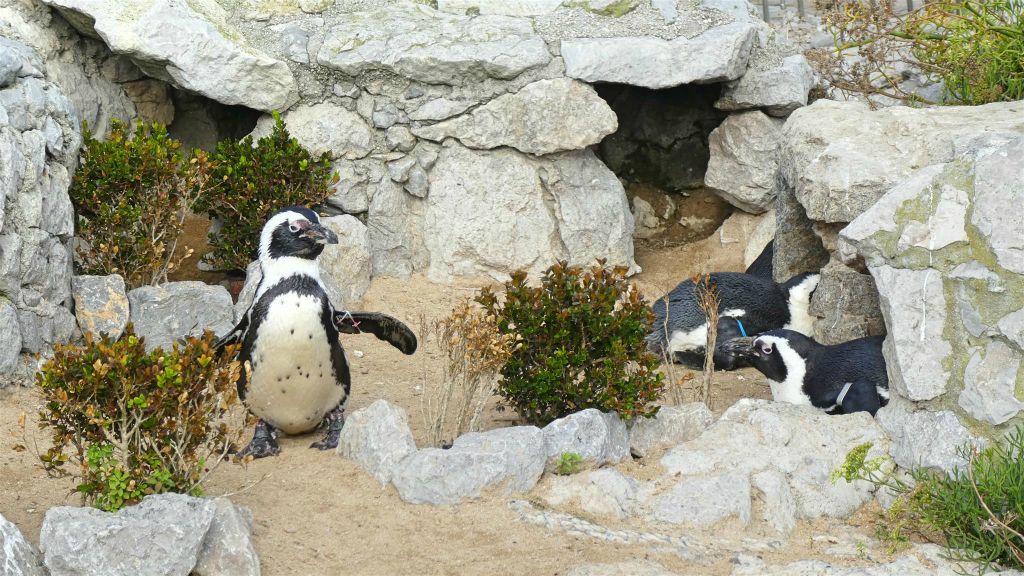 SANTANDER - enkele pinguins in het Magdalena kinderpark