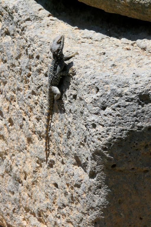 SYRIЁ - BOSRA - een salamander