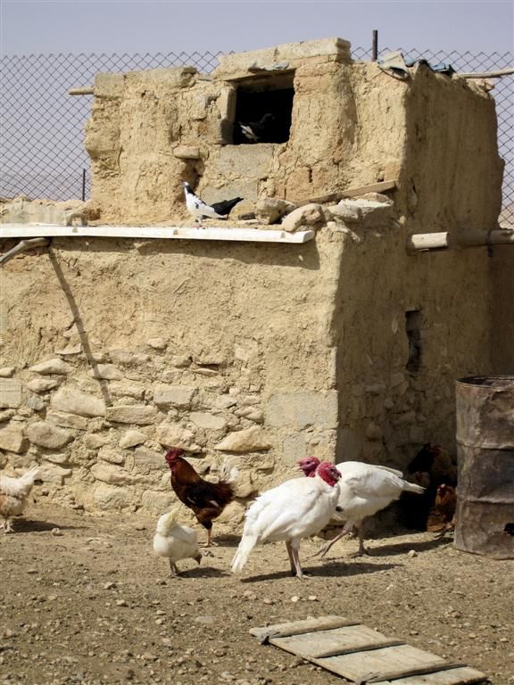 SYRIЁ - DAMASCUS -> PALMYRA - kalkoenen en kippen bij Bagdad Cafee