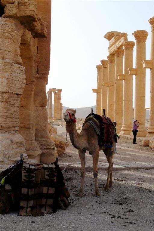 SYRIЁ - PALMYRA - kameel bij romeinse hoofdstraat