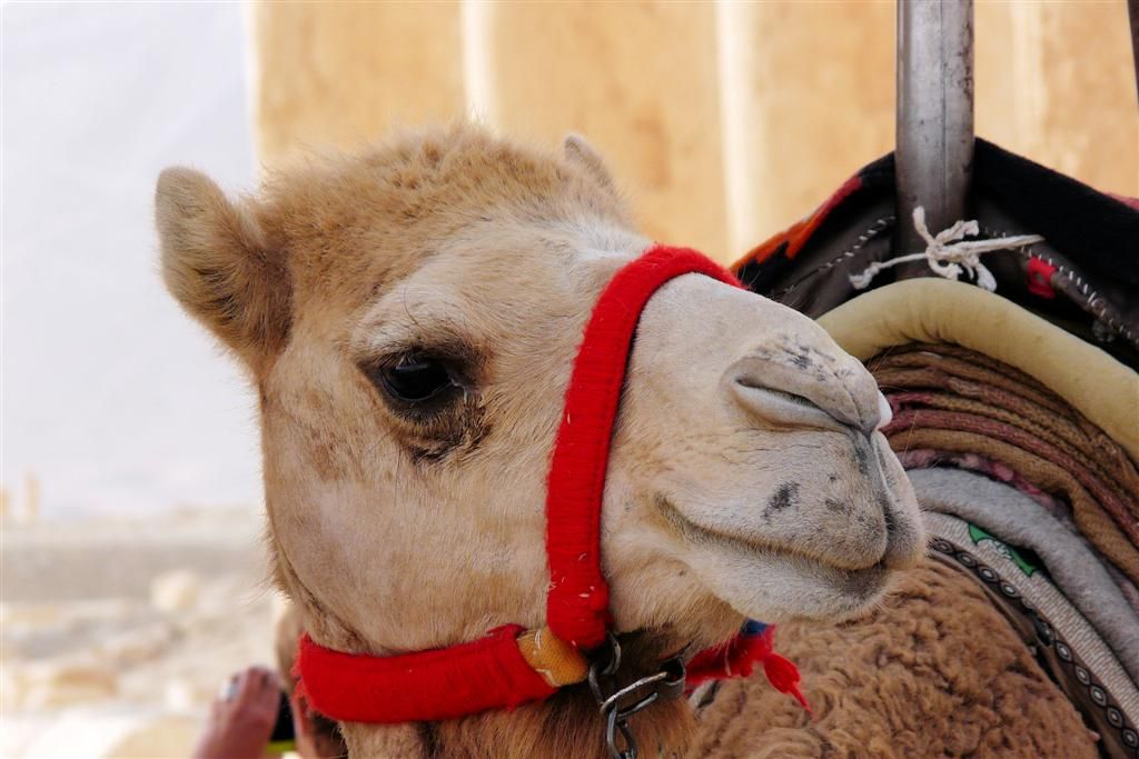 SYRIЁ - PALMYRA - kamelenhoofd