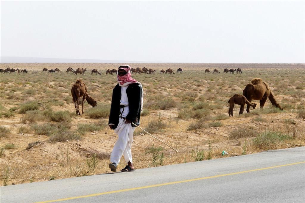 SYRIЁ - PALMYRA -> MARI - kamelenhoeder met kamelen