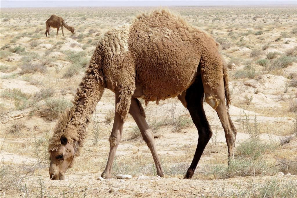SYRIЁ - PALMYRA -> MARI - kamelen